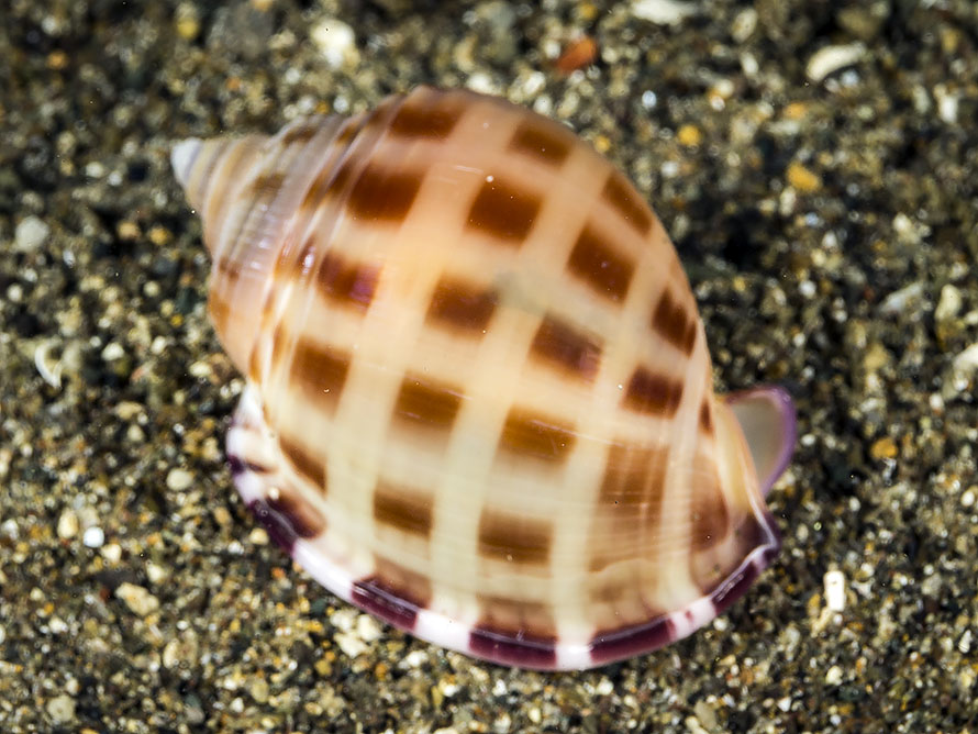 Semicassis bisulcata